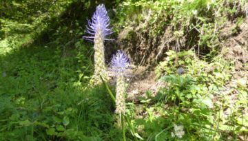 gite du puy mary-cantal-flore (3)