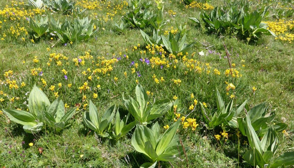 gite du puy mary-cantal-flore (4)