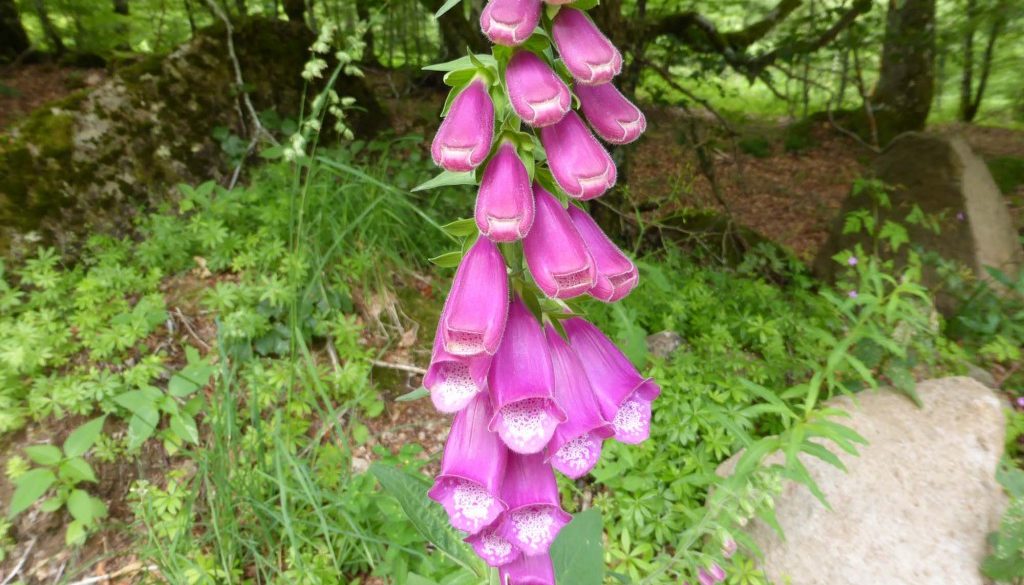 gite du puy mary-cantal-flore (5)