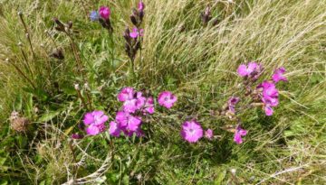 gite du puy mary-cantal-flore (6)