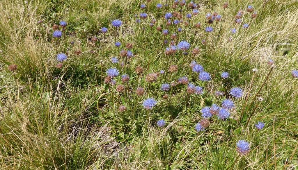 gite du puy mary-cantal-flore (7)