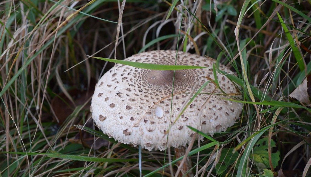 gite du puy mary-cantal-flore (8)