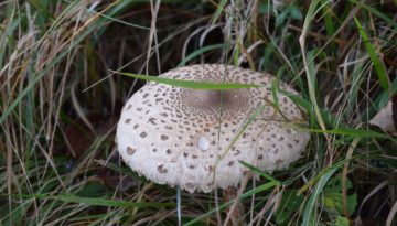 gite du puy mary-cantal-flore (8)