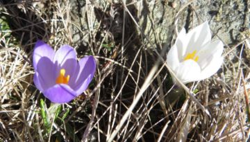 gite du puy mary-cantal-flore (9)