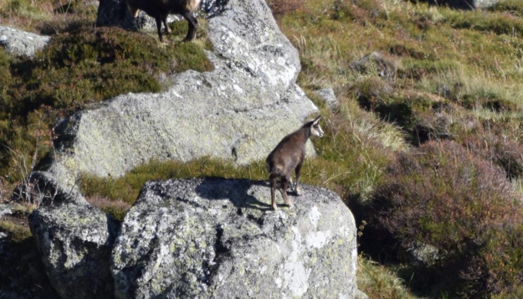 chamois