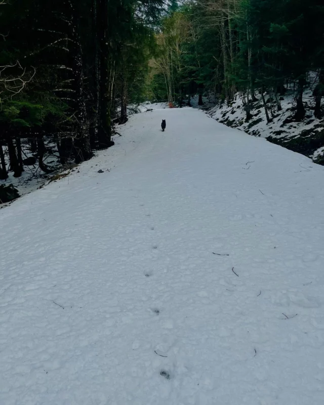 Obligé d’aller promener le chien dans ces conditions 😂 #promenade #promenersonchien #gr400 #gtva #grandsitedefrance #grandsitedupuymary #puymary #leclaux #leclauxpuymary #cantal #cantaldestination #cantaltourisme #gitecantal #gitepuymary #montagne #neige #trailmatinal